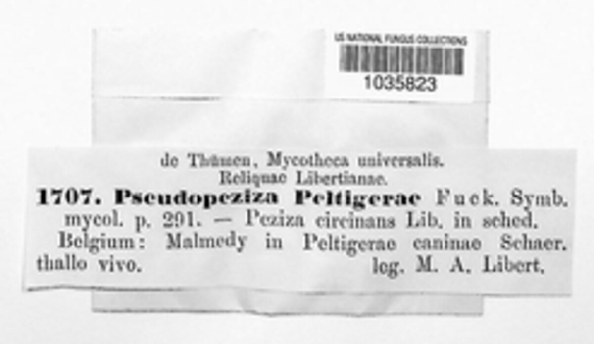 Pseudopeziza peltigerae image